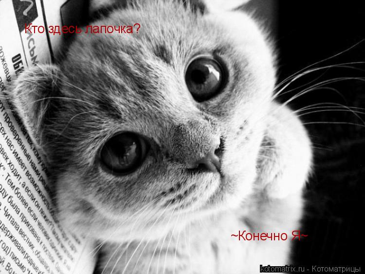Кто здесь лапочка? ~Конечно Я~... Котоматрица: Кто здесь лапочка? ~Конечно Я~