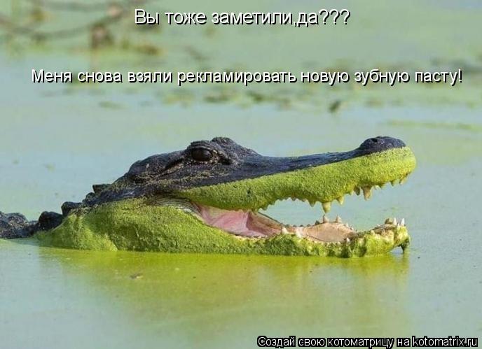 Вы тоже заметили,да??? Меня снова взяли рекламировать новую зубную пасту!... Котоматрица: Вы тоже заметили,да??? Меня снова взяли рекламировать новую зубную пасту!