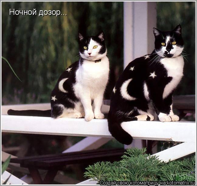Ночной дозор...... Котоматрица: Ночной дозор...
