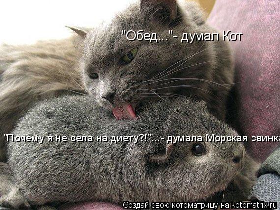 "Обед..."- думал Кот "Почему я не села на диету?!"...- думала Морская свинка... Котоматрица: "Обед..."- думал Кот "Почему я не села на диету?!"...- думала Морская свинка