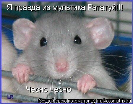 Я правда из мультика Рататуй!!! Чесно чесно... Котоматрица: Я правда из мультика Рататуй!!! Чесно чесно