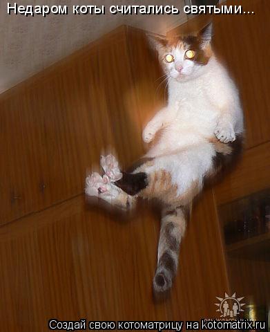 Недаром коты считались святыми...... Котоматрица: Недаром коты считались святыми...