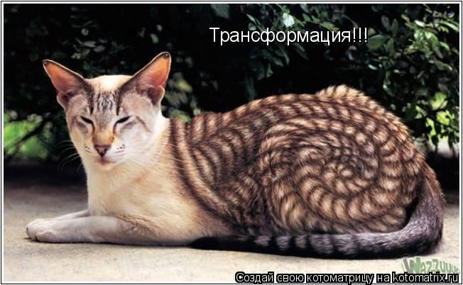 Трансформация!!!... Котоматрица: Трансформация!!!