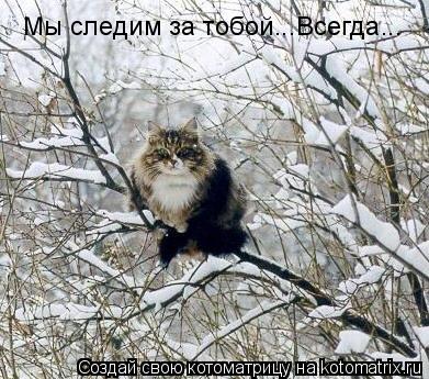 Мы следим за тобой...Всегда...... Котоматрица: Мы следим за тобой...Всегда...