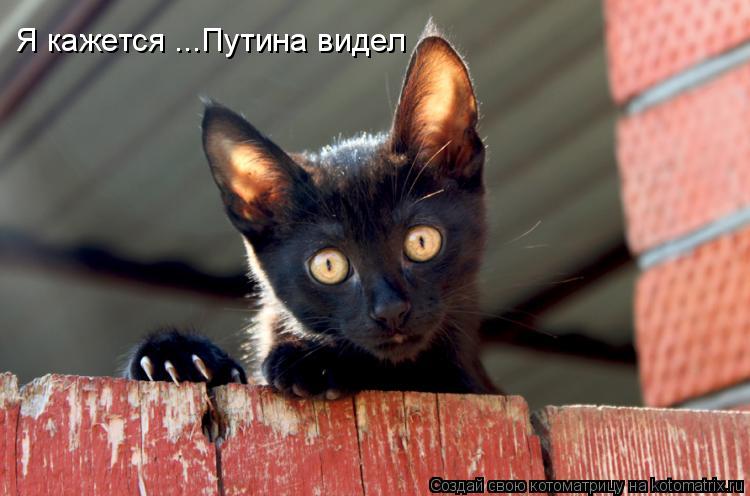 Я кажется ...Путина видел... Котоматрица: Я кажется ...Путина видел