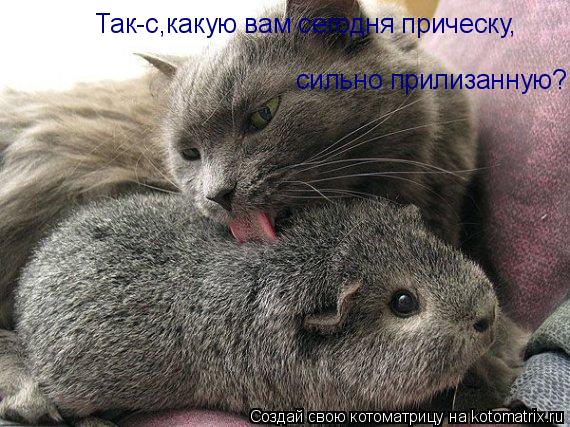 Так-с,какую вам сегодня прическу,сильно прилизанную? Так-с,какую вам сегодня прическу, сильно прилиза... Котоматрица: Так-с,какую вам сегодня прическу,сильно прилизанную? Так-с,какую вам сегодня прическу, сильно прилизанную?