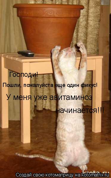 Господи! Пошли, пожалуйста еще один фикус! У меня уже авитаминоз начинается!!!... Котоматрица: Господи! Пошли, пожалуйста еще один фикус! У меня уже авитаминоз начинается!!!