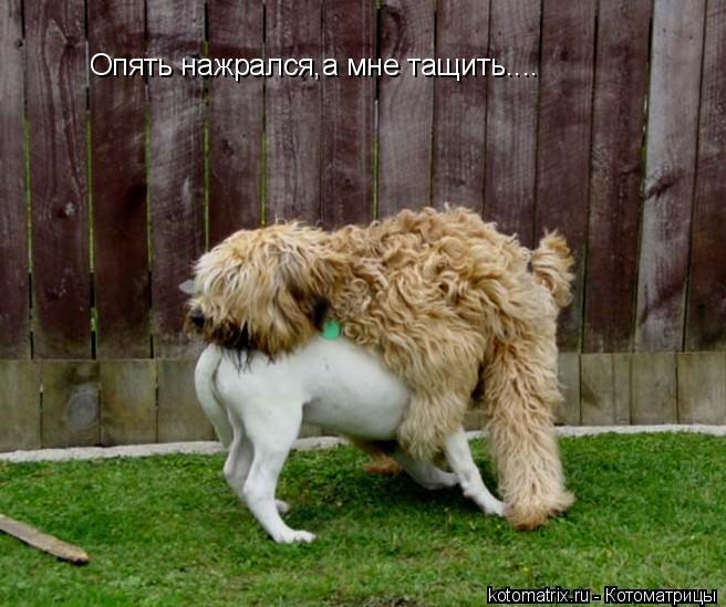 Опять нажрался,а мне тащить....... Котоматрица: Опять нажрался,а мне тащить....
