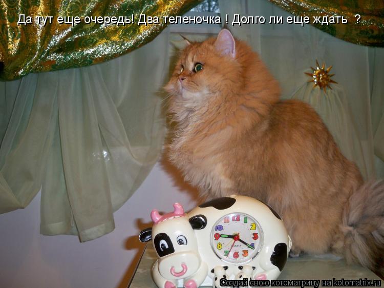 Да тут еще очередь! Два теленочка ! Долго ли еще ждать придется ? Да тут еще очередь! Два теленочка !... Котоматрица: Да тут еще очередь! Два теленочка ! Долго ли еще ждать придется ? Да тут еще очередь! Два теленочка ! Долго ли еще ждать ?