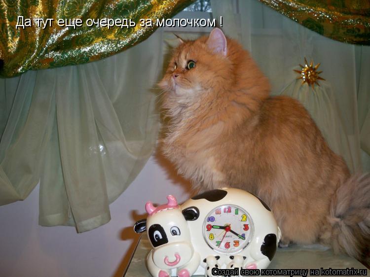 Да тут еще очередь за молочком !... Котоматрица: Да тут еще очередь за молочком !