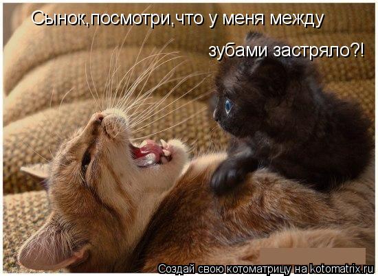 Сынок,посмотри,что у меня между зубами застряло?!... Котоматрица: Сынок,посмотри,что у меня между зубами застряло?!