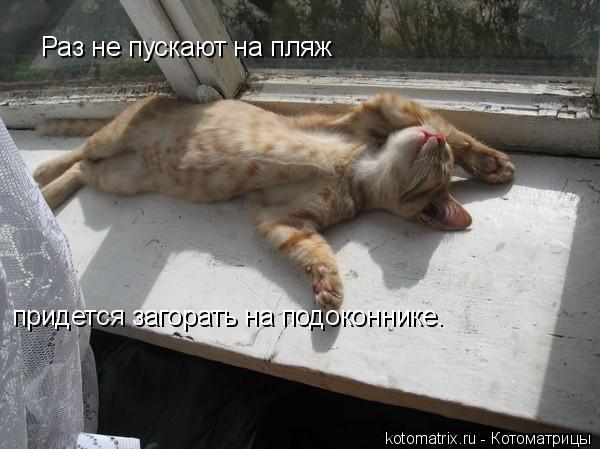 Раз не пускают на пляж придется загорать на подоконнике.... Котоматрица: Раз не пускают на пляж придется загорать на подоконнике.