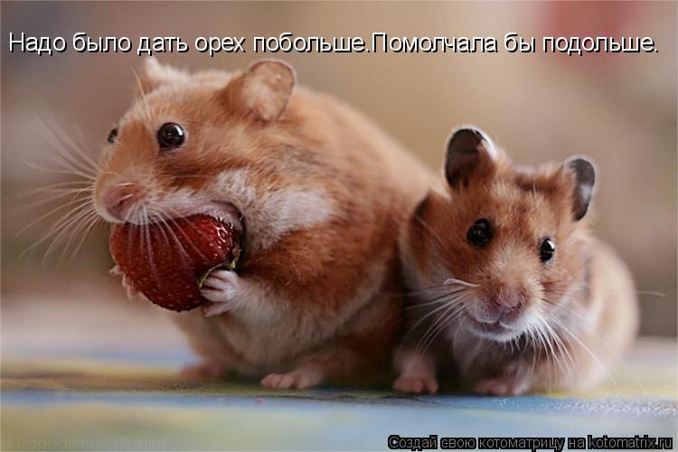 Надо было дать орех побольше.Помолчала бы подольше.... Котоматрица: Надо было дать орех побольше.Помолчала бы подольше.