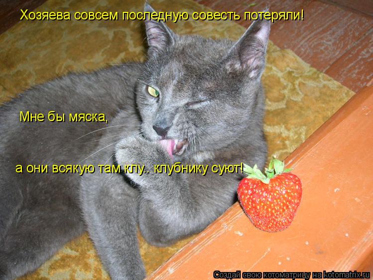 Хозяева совсем последную совесть потеряли! Мне бы мяска, а они всякую там клу.. клубнику суют!... Котоматрица: Хозяева совсем последную совесть потеряли! Мне бы мяска, а они всякую там клу.. клубнику суют!