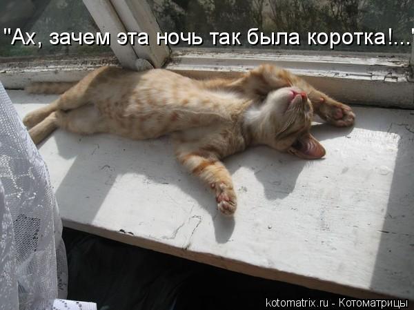 "Ах, зачем эта ночь так была коротка!..."... Котоматрица: "Ах, зачем эта ночь так была коротка!..."
