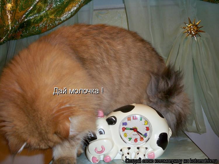 Дай молочка !... Котоматрица: Дай молочка !