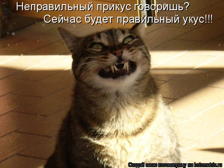 Неправильный прикус говоришь? Сейчас будет правильный укус!!!... Котоматрица: Неправильный прикус говоришь? Сейчас будет правильный укус!!!