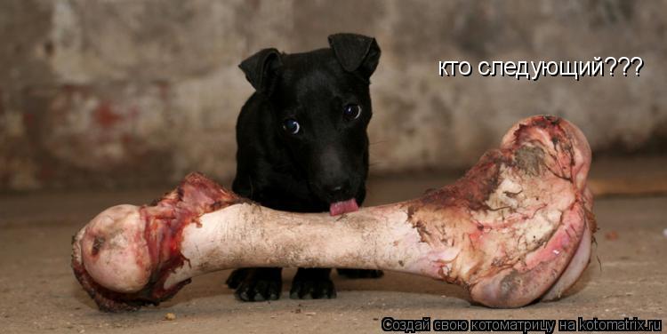 кто следующий???... Котоматрица: кто следующий???