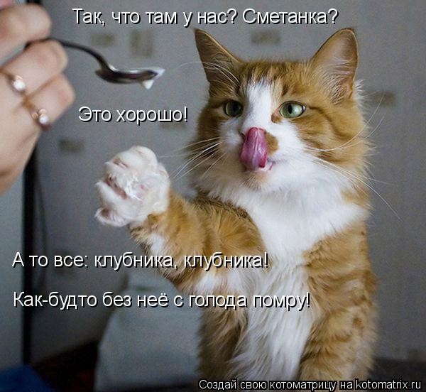 Так, что там у нас? Сметанка? Это хорошо! А то все: клубника, клубника! Как-будто без неё с голода по... Котоматрица: Так, что там у нас? Сметанка? Это хорошо! А то все: клубника, клубника! Как-будто без неё с голода помру!