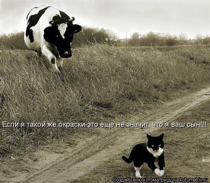 Если я такой же окраски-это еще не значит, что я ваш сын!!!... Котоматрица: Если я такой же окраски-это еще не значит, что я ваш сын!!!