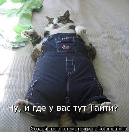 Ну, и где у вас тут Таити?... Котоматрица: Ну, и где у вас тут Таити?