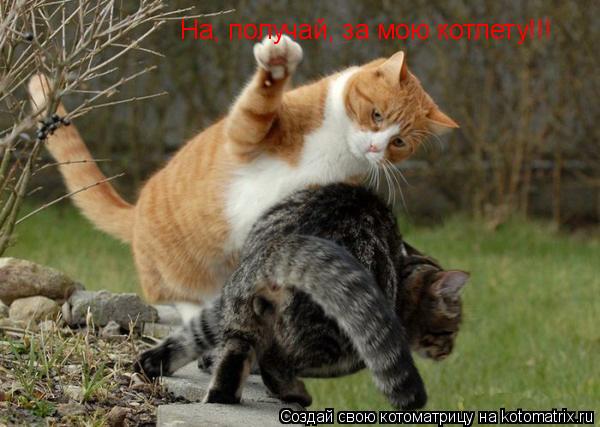 На, получай, за мою котлету!!!... Котоматрица: На, получай, за мою котлету!!!