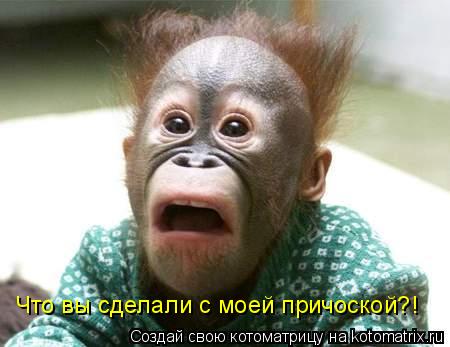 Что вы сделали с моей причоской?!... Котоматрица: Что вы сделали с моей причоской?!