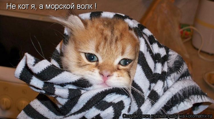 Не кот я, а морской волк !... Котоматрица: Не кот я, а морской волк !