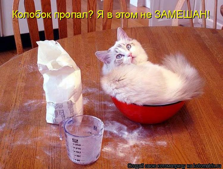 Колобок пропал? Я в этом не ЗАМЕШАН!... Котоматрица: Колобок пропал? Я в этом не ЗАМЕШАН!