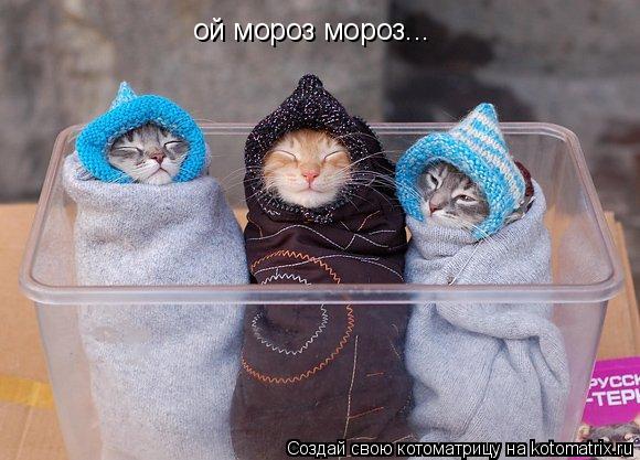 ой мороз мороз...... Котоматрица: ой мороз мороз...