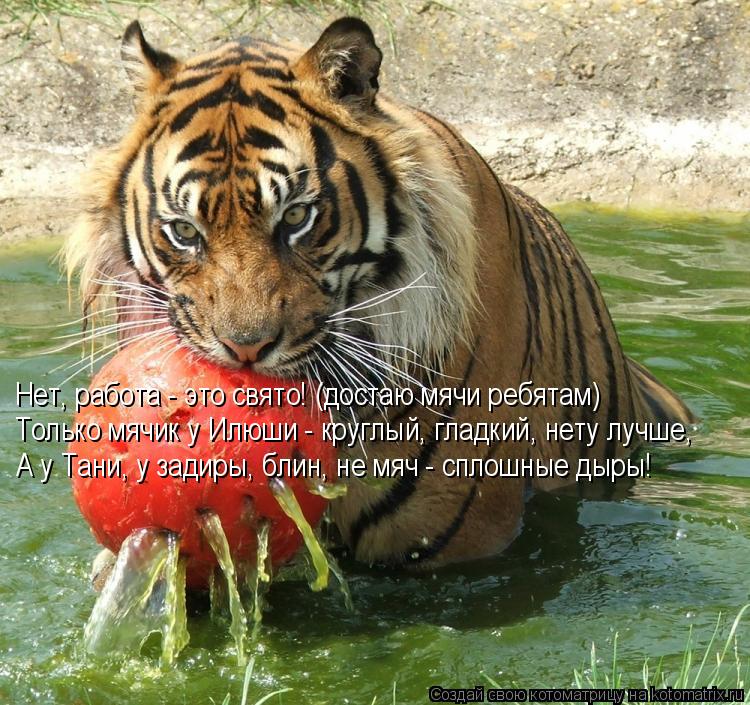 Котоматрица: Только мячик у Илюши - круглый, гладкий, нету лучше, Нет, работа - это свято! (достаю мячи ребятам) А у Тани, у задиры, блин, не мяч - сплошные дыр