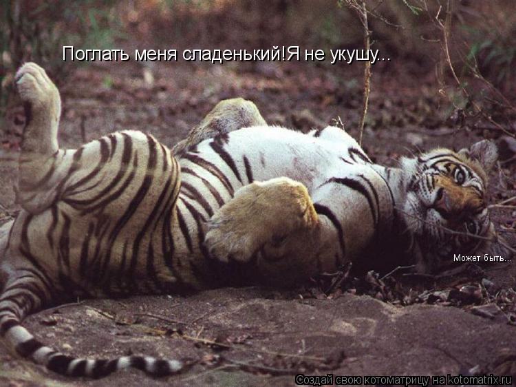 Поглать меня сладенький!Я не укушу... Может быть...... Котоматрица: Поглать меня сладенький!Я не укушу... Может быть...