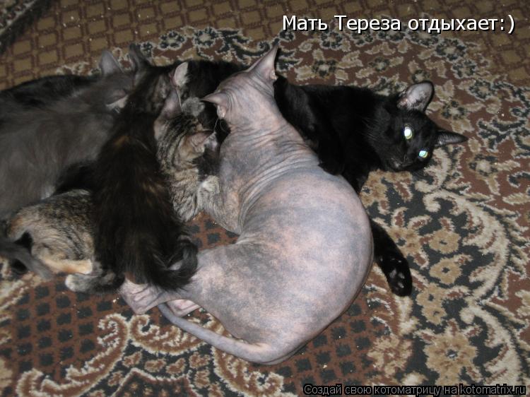 Мать Тереза отдыхает:)... Котоматрица: Мать Тереза отдыхает:)