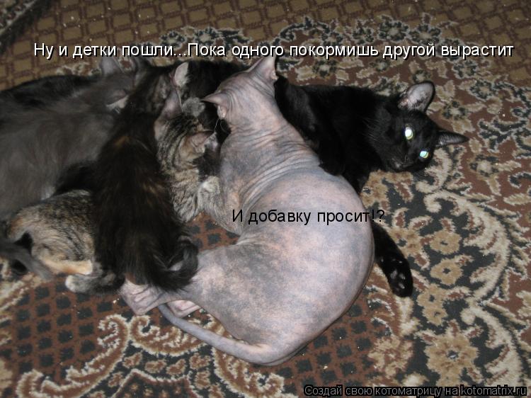 Ну и детки пошли...Пока одного покормишь другой вырастит И добавку просит!?... Котоматрица: Ну и детки пошли...Пока одного покормишь другой вырастит И добавку просит!?
