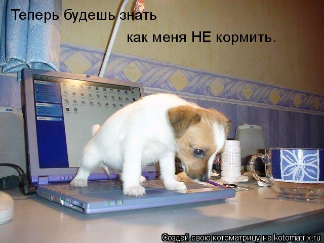 Теперь будешь знать как меня НЕ кормить.... Котоматрица: Теперь будешь знать как меня НЕ кормить.