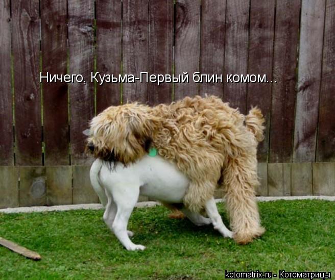 Ничего, Кузьма-Первый блин комом...... Котоматрица: Ничего, Кузьма-Первый блин комом...