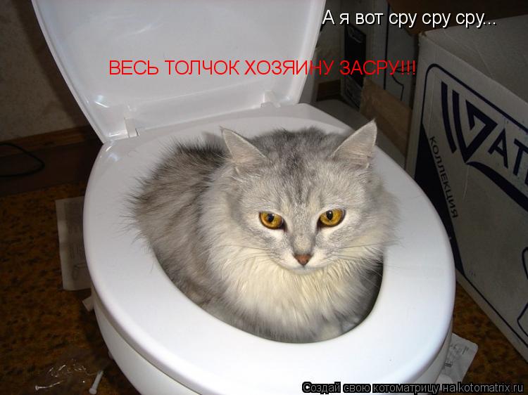 А я вот сру сру сру... ВЕСЬ ТОЛЧОК ХОЗЯИНУ ЗАСРУ!!!... Котоматрица: А я вот сру сру сру... ВЕСЬ ТОЛЧОК ХОЗЯИНУ ЗАСРУ!!!