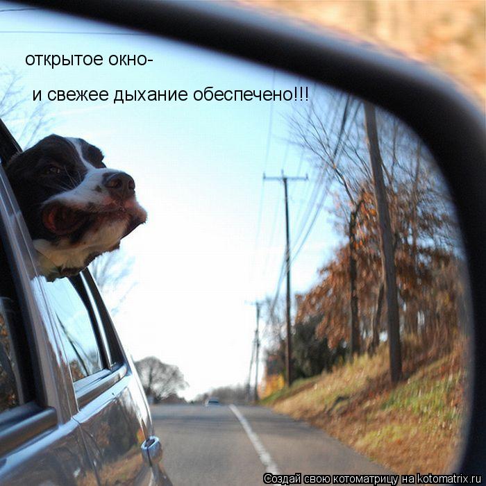открытое окно- и свежее дыхание обеспечено!!!... Котоматрица: открытое окно- и свежее дыхание обеспечено!!!