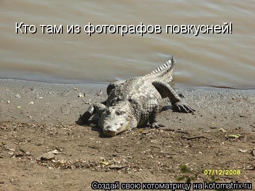 Кто там из фотографов повкусней!... Котоматрица: Кто там из фотографов повкусней!