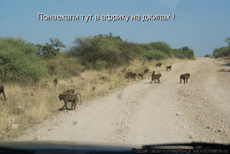 Понаехали тут в африку на джипах !... Котоматрица: Понаехали тут в африку на джипах !