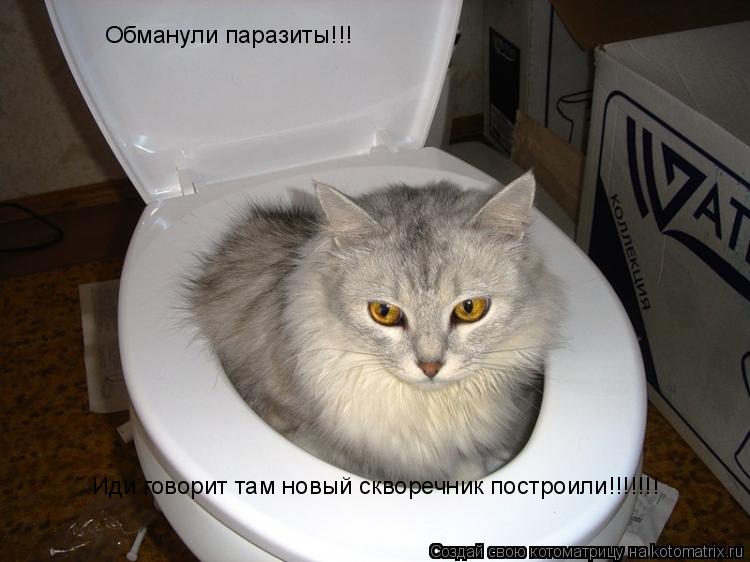 Обманули паразиты!!! Иди говорит там новый скворечник построили!!!!!!!... Котоматрица: Обманули паразиты!!! Иди говорит там новый скворечник построили!!!!!!!