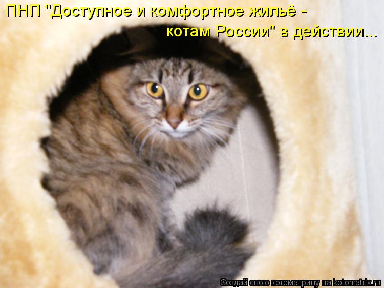 ПНП "Доступное и комфортное жильё - котам России" в действии...... Котоматрица: ПНП "Доступное и комфортное жильё - котам России" в действии...