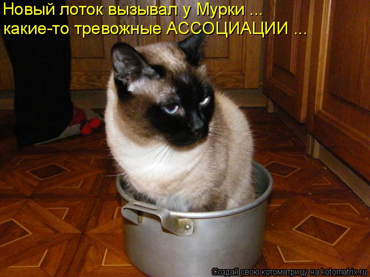 Новый лоток вызывал у Мурки ... какие-то тревожные АССОЦИАЦИИ ...... Котоматрица: Новый лоток вызывал у Мурки ... какие-то тревожные АССОЦИАЦИИ ...