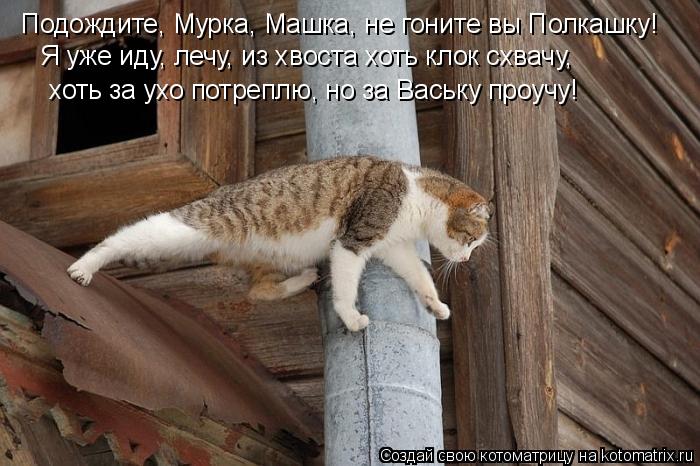 Подождите, Мурка, Машка, не гоните вы Полкашку! хоть за ухо потреплю, но за Ваську проучу! Я уже иду,... Котоматрица: Подождите, Мурка, Машка, не гоните вы Полкашку! хоть за ухо потреплю, но за Ваську проучу! Я уже иду, лечу, из хвоста хоть клок схвачу,