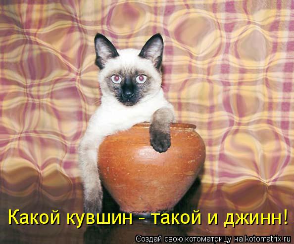 Какой кувшин - такой и джинн!... Котоматрица: Какой кувшин - такой и джинн!