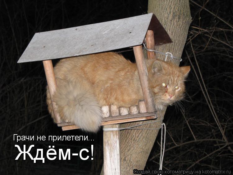 Ждём-с! Грачи не прилетели...... Котоматрица: Ждём-с! Грачи не прилетели...