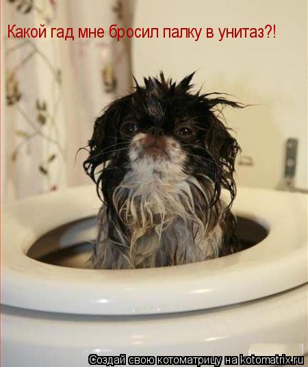 Какой гад мне бросил палку в унитаз?!... Котоматрица: Какой гад мне бросил палку в унитаз?!