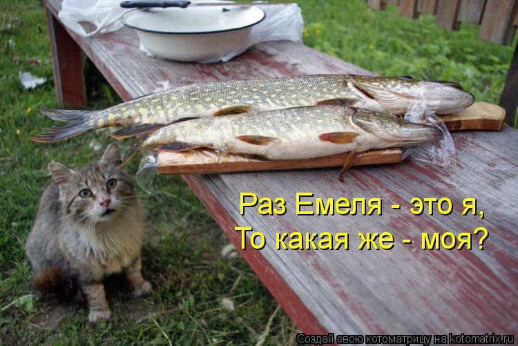 Раз Емеля - это я, То какая же - моя?... Котоматрица: Раз Емеля - это я, То какая же - моя?