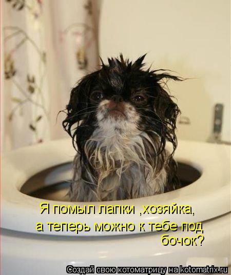 Я помыл лапки ,хозяйка, а теперь можно к тебе под бочок?... Котоматрица: Я помыл лапки ,хозяйка, а теперь можно к тебе под бочок?