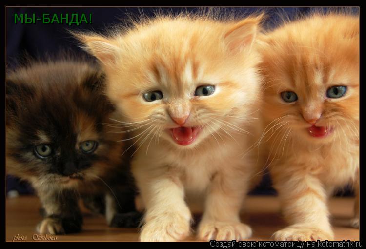 МЫ-БАНДА!... Котоматрица: МЫ-БАНДА!